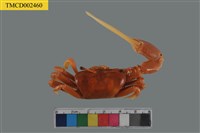 藏品(臺灣旱招潮)的圖片